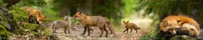 Кухонный фартук Фауна 005 МДФ матовый (3000) Fauna в Миассе - miass.ok-mebel.com | фото