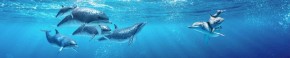Кухонный фартук Фауна 053 Дельфины МДФ матовый (3000) Fauna в Миассе - miass.ok-mebel.com | фото 2